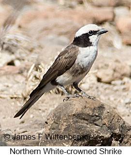 Northern White-crowned Shrike - © James F Wittenberger and Exotic Birding LLC Northern White-crowned Shrike - © James F Wittenberger and Exotic Birding LLC