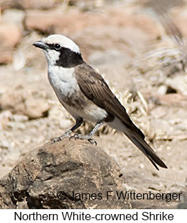 Northern White-crowned Shrike - © James F Wittenberger and Exotic Birding LLC Northern White-crowned Shrike - © James F Wittenberger and Exotic Birding LLC