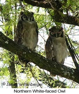 Northern White-faced Owl - © James F Wittenberger and Exotic Birding LLC