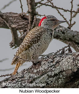 Nubian Woodpecker - © James F Wittenberger and Exotic Birding LLC