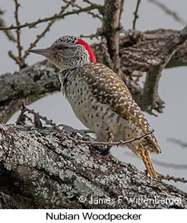 Nubian Woodpecker - © James F Wittenberger and Exotic Birding LLC Nubian Woodpecker - © James F Wittenberger and Exotic Birding LLC