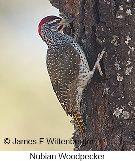 Nubian Woodpecker - © James F Wittenberger and Exotic Birding LLC Nubian Woodpecker - © James F Wittenberger and Exotic Birding LLC