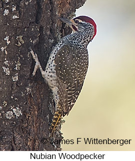 Nubian Woodpecker - © James F Wittenberger and Exotic Birding LLC