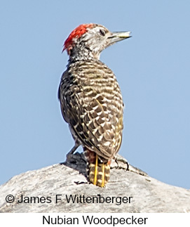 Nubian Woodpecker - © James F Wittenberger and Exotic Birding LLC