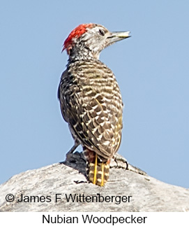 Nubian Woodpecker - © James F Wittenberger and Exotic Birding LLC Nubian Woodpecker - © James F Wittenberger and Exotic Birding LLC