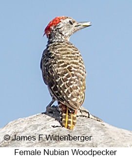Nubian Woodpecker - © James F Wittenberger and Exotic Birding LLC