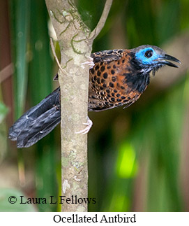 Ocellated Antbird - © Laura L Fellows and Exotic Birding LLC