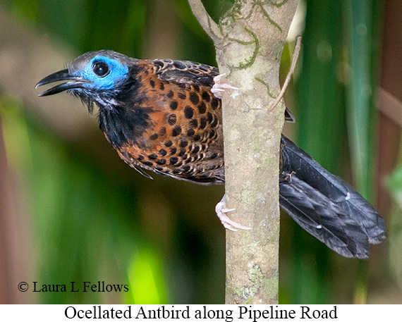 Ocellated Antbird - © Laura L Fellows and Exotic Birding LLC