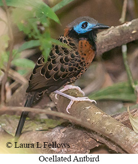 Ocellated Antbird - © Laura L Fellows and Exotic Birding LLC
