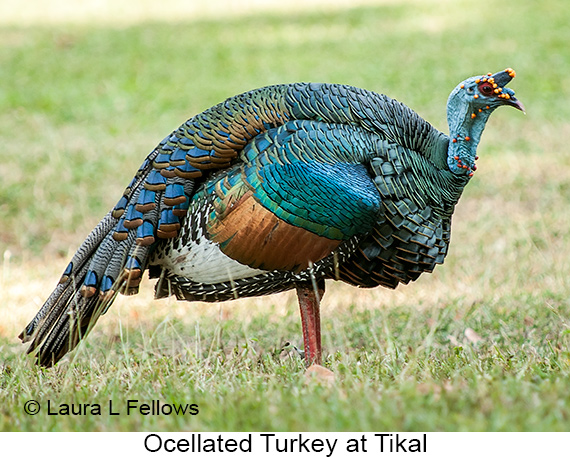 Ocellated Turkey - © The Photographer and Exotic Birding LLC