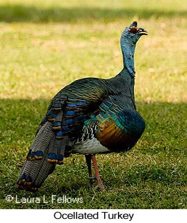 Ocellated Turkey - © Laura L Fellows and Exotic Birding LLC Ocellated Turkey - © Laura L Fellows and Exotic Birding LLC