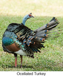Ocellated Turkey - © Laura L Fellows and Exotic Birding LLC Ocellated Turkey - © Laura L Fellows and Exotic Birding LLC