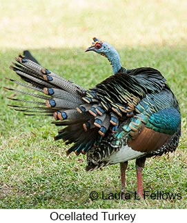 Ocellated Turkey - © Laura L Fellows and Exotic Birding LLC