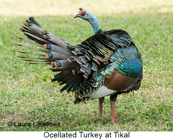 Ocellated Turkey - © Laura L Fellows and Exotic Birding LLC Ocellated Turkey - © Laura L Fellows and Exotic Birding LLC