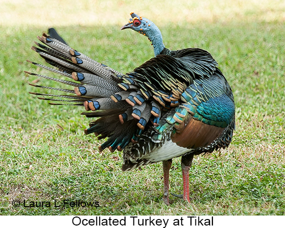 Ocellated Turkey - © Laura L Fellows and Exotic Birding LLC