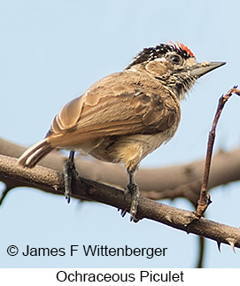 Ochraceous Piculet - © James F Wittenberger and Exotic Birding LLC