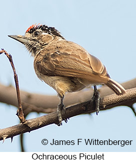 Ochraceous Piculet - © James F Wittenberger and Exotic Birding LLC