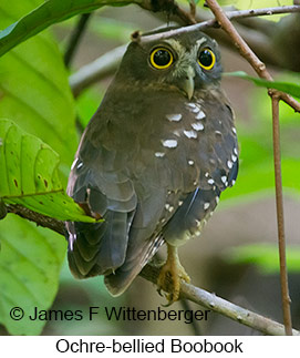Ochre-bellied Boobook - &copy; James F Wittenberger and Exotic Birding LLC
