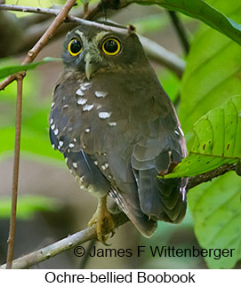 Ochre-bellied Boobook - © James F Wittenberger and Exotic Birding LLC