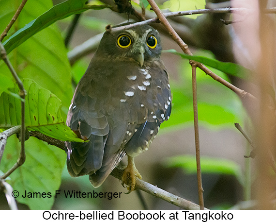 Ochre-bellied Boobook - © James F Wittenberger and Exotic Birding LLC