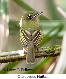 Olivaceous Flatbill - © Laura L Fellows and Exotic Birding LLC