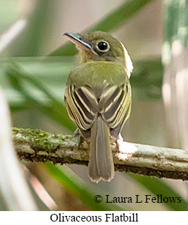 Olivaceous Flatbill - © Laura L Fellows and Exotic Birding LLC