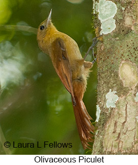 Olivaceous Woodcreeper - © Laura L Fellows and Exotic Birding LLC