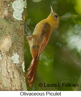 Olivaceous Woodcreeper - © Laura L Fellows and Exotic Birding LLC