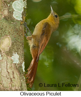 Olivaceous Woodcreeper - © Laura L Fellows and Exotic Birding LLC Olivaceous Woodcreeper - © Laura L Fellows and Exotic Birding LLC