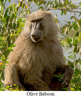 Olive Baboon - © Laura L Fellows and Exotic Birding Tours Olive Baboon - © Laura L Fellows and Exotic Birding Tours