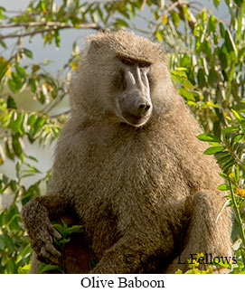 Olive Baboon - © Laura L Fellows and Exotic Birding LLC