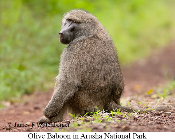 Olive Baboon - © James F Wittenberger and Exotic Birding LLC