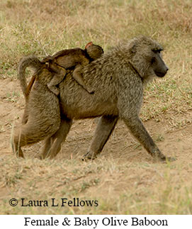Olive Baboon - © Laura L Fellows and Exotic Birding LLC