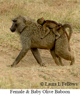 Olive Baboon - © Laura L Fellows and Exotic Birding Tours Olive Baboon - © Laura L Fellows and Exotic Birding Tours