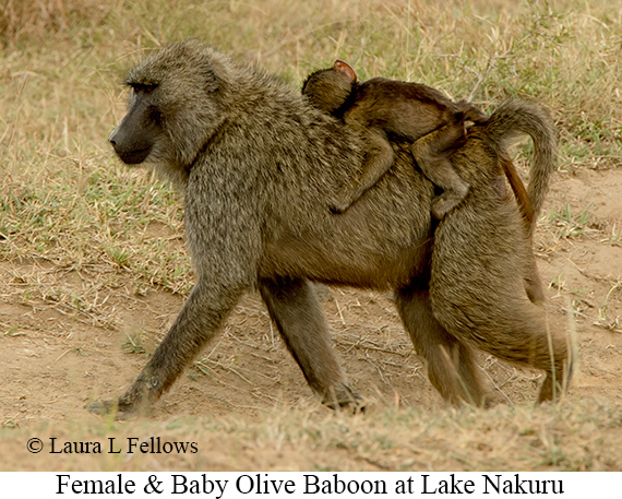 Olive Baboon - © Laura L Fellows and Exotic Birding LLC