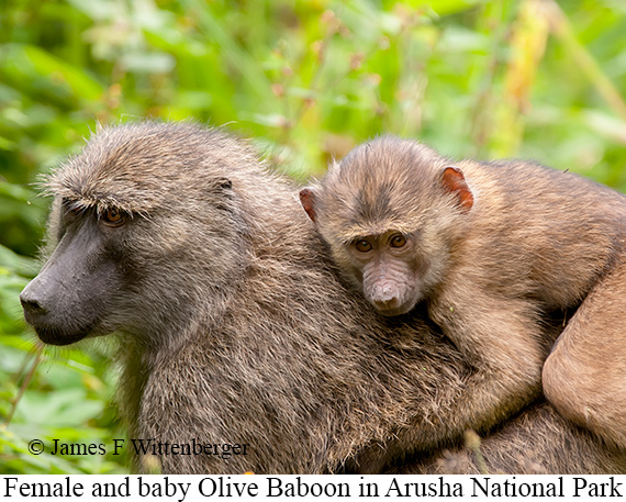 Olive Baboon - © James F Wittenberger and Exotic Birding LLC