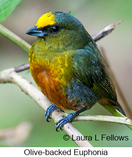 Olive-backed Euphonia - © Laura L Fellows and Exotic Birding LLC