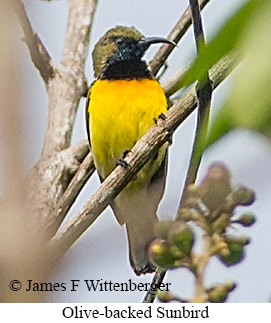 Olive-backed Sunbird - &copy; James F Wittenberger and Exotic Birding LLC