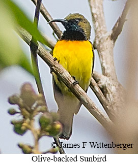 Olive-backed Sunbird - © James F Wittenberger and Exotic Birding LLC