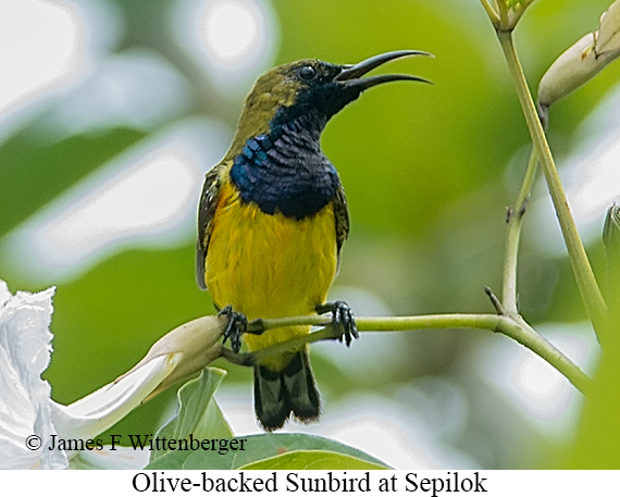 Olive-backed Sunbird - © James F Wittenberger and Exotic Birding LLC