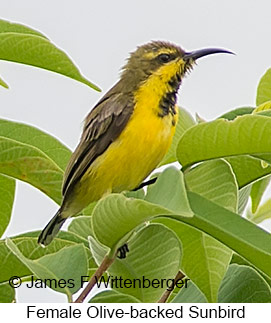 Olive-backed Sunbird - &copy; James F Wittenberger and Exotic Birding LLC
