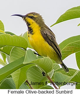 Olive-backed Sunbird - © James F Wittenberger and Exotic Birding LLC