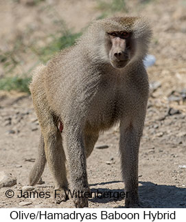 Olive-hamadryas Baboon - © James F Wittenberger and Exotic Birding LLC