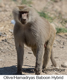 Olive-hamadryas Baboon - &copy; James F Wittenberger and Exotic Birding LLC