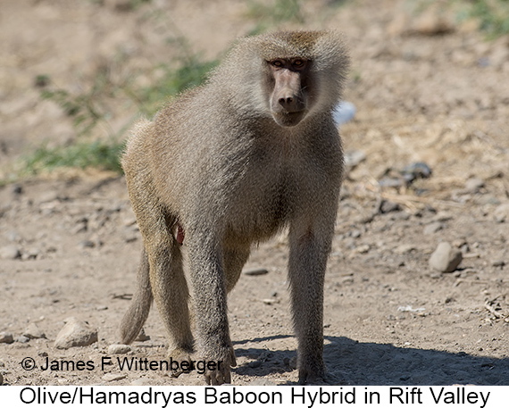 Olive-hamadryas Baboon - © James F Wittenberger and Exotic Birding LLC