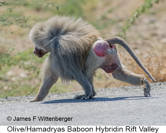 Olive-hamadryas Baboon - © The Photographer and Exotic Birding LLC