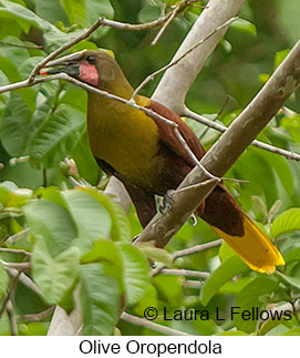 Olive Oropendola - © Laura L Fellows and Exotic Birding LLC