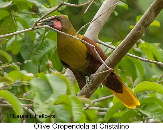 Olive Oropendola - © Laura L Fellows and Exotic Birding LLC