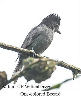 One-colored Becard - &copy; James F Wittenberger and Exotic Birding LLC