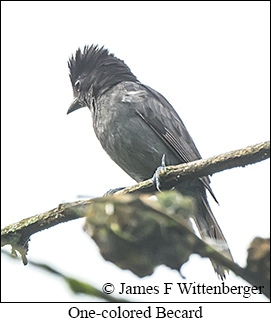 One-colored Becard - &copy; James F Wittenberger and Exotic Birding LLC